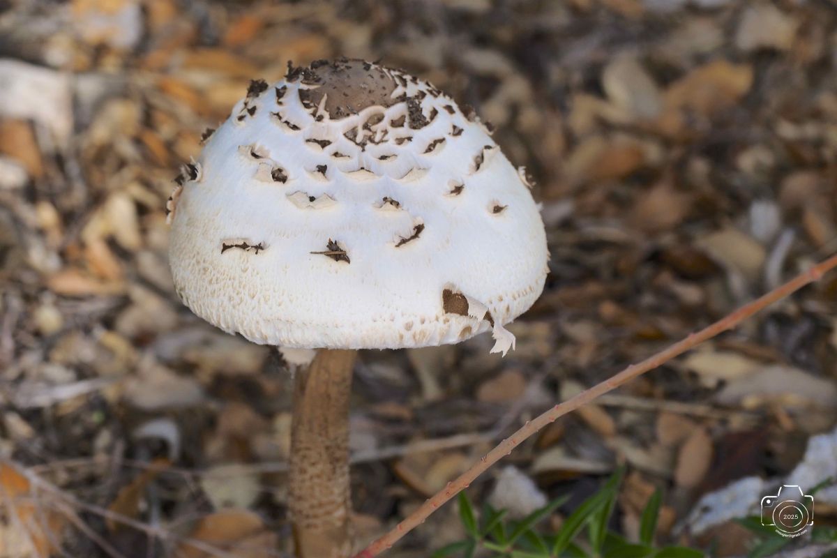 PB061018EM1MARK32025