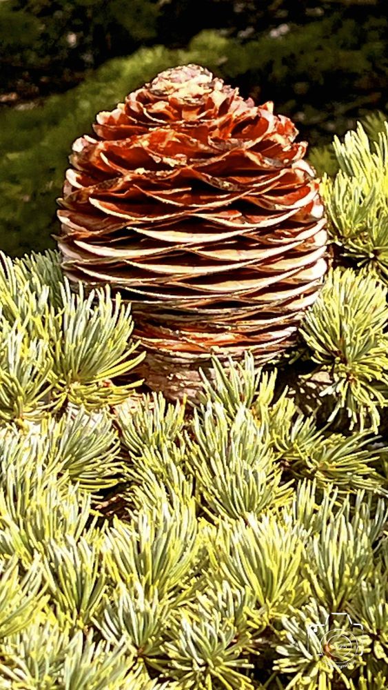 IMG2081IPHONE132025 IMG2081IPHONE132025