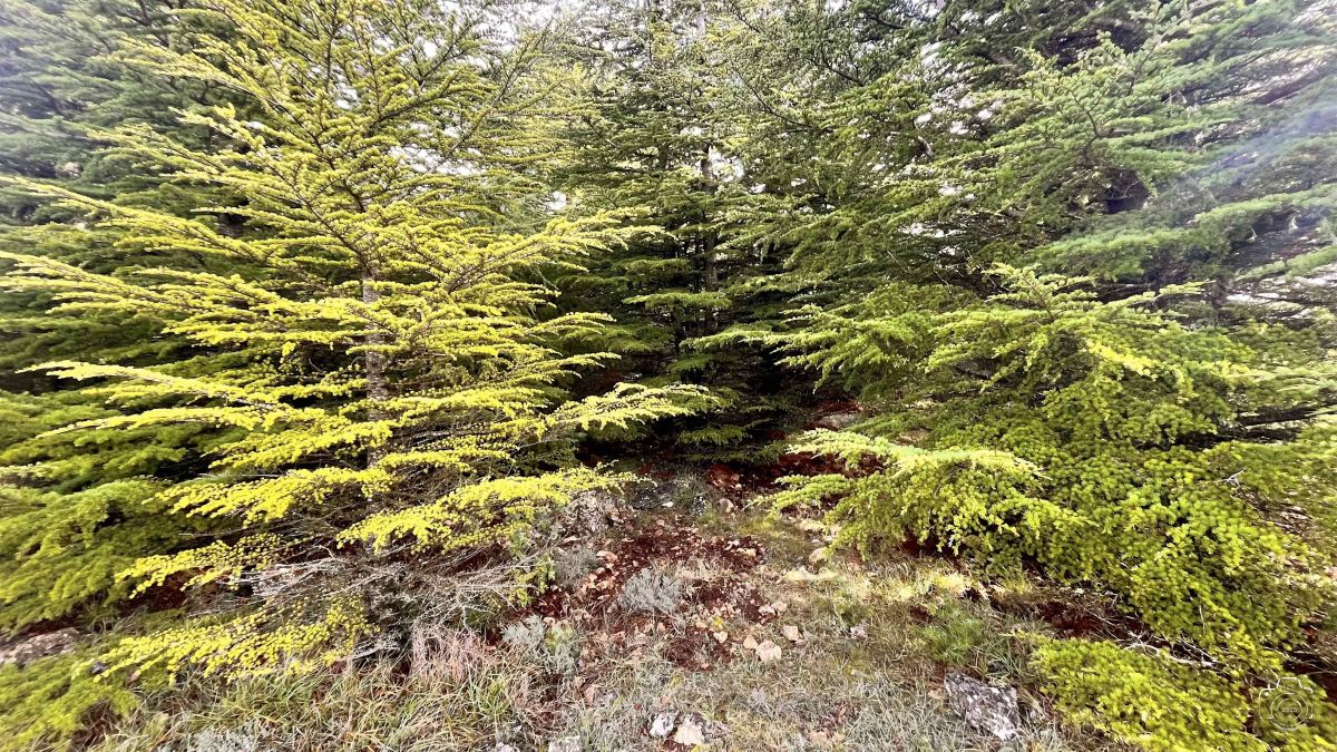 IMG3306IPHONE132025 IMG3306IPHONE132025