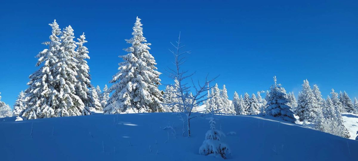 IMG-20260130-WA0053